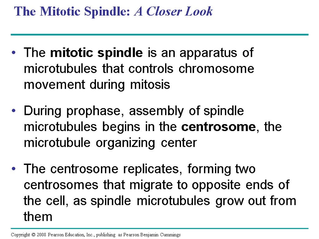 The Mitotic Spindle: A Closer Look The mitotic spindle is an apparatus of microtubules